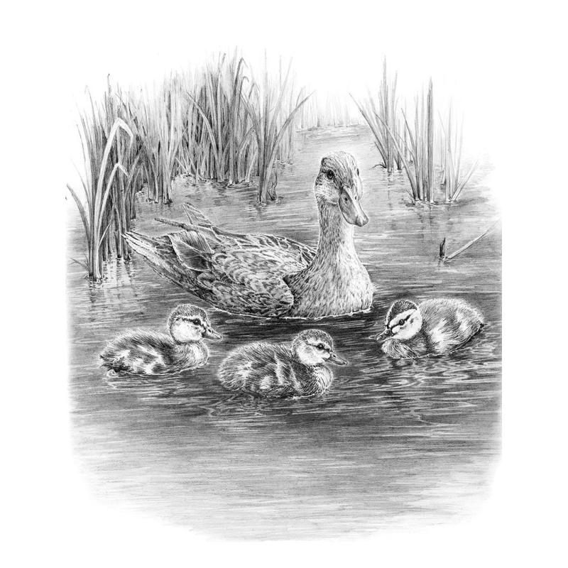 Royal & Langnickel set da disegno con motivo - Anatre sul lago
